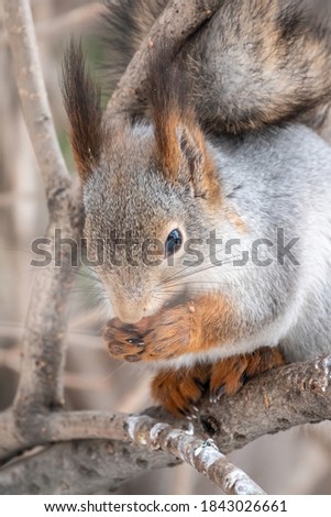 The squirrel with nut sits on a fir branches in the winter or late autumn. Eurasian red squirrel, Sciurus vulgaris.