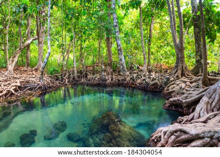 Tha Pom, the mangrove forest in Krabi, Thailand Royalty-Free Stock Photo #184304054