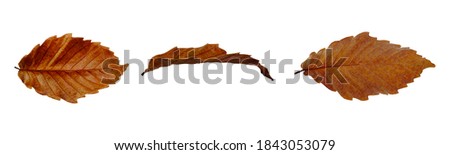 Ulmus parvifolia Jacquin, the brown fallen leaves of autumn isolated on white background. Close-up collection of front view, side view and back views.