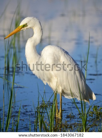 White egret. Ardea alba. At the swamp. Royalty-Free Stock Photo #1843067182