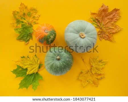Pumpkins and maple leaves on yellow background. Autumn, Halloween, thanksgiving concept. Flat lay, top view