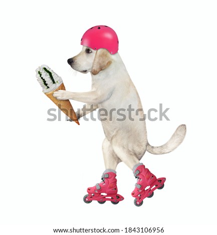 A dog in a red helmet rides roller skates and eats a cone of ice cream. White background. Isolated.