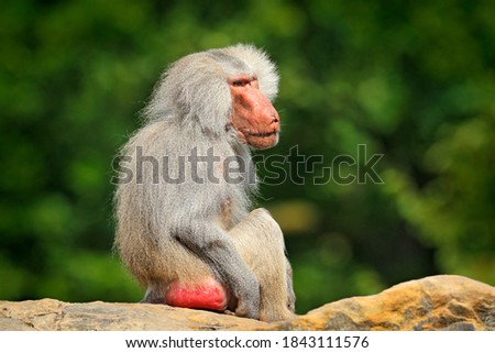 Hamadryas baboon, Papio hamadryas, from Ethiopia in Africa. Wild mammal in the nature habitat. Monkey feeding fruits in the green vegetation. Wildlife nature in central Africa.