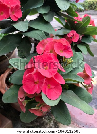 Beautiful red Description Euphorbia milii (Crown of thorns, Christ plant or Christ thorn) are blooming and bright with the rain drops in the garden on a rainy day 