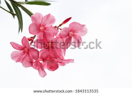 Nerium oleander are blooming and white background Royalty-Free Stock Photo #1843113535
