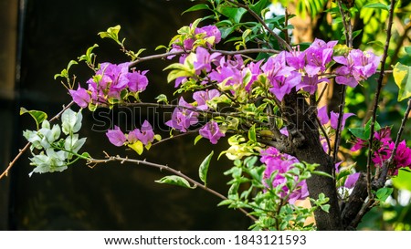 bougainvillea flowers blooming in the garden