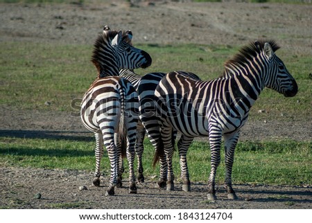 striped zebras in the savanna