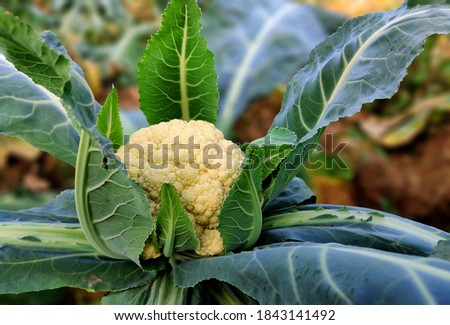 close-up of cauliflower plant outdoor in sunny vegetable garden, cauliflower in the garden, cauliflower leaves.  Royalty-Free Stock Photo #1843141492