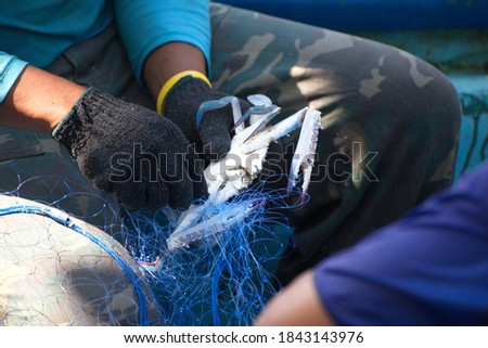 A picture of a fisherman removing blue swimming crabs from the net.