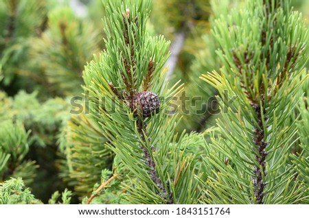 Pine tree branches with cones close up.