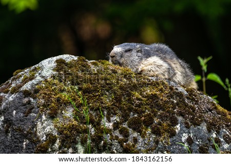 Alpine marmot, marmota marmota, is a species of marmot found in mountainous areas of central and southern Europe