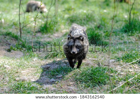 Fluffy raccoon dog with beautiful brown eyes in the biosphere reserve
