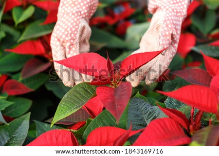 Closeup of flowering Poinsettias pulcherrima with hands of gardener caring for plants Royalty-Free Stock Photo #1843169716