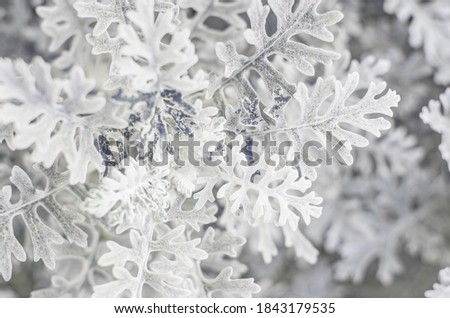 background street plant with white Cineraria leaves