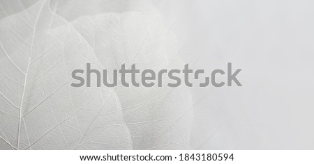 Close up of Fiber structure of dry leaves texture background. Cell patterns of Skeletons leaves, foliage branches, Leaf veins abstract of Autumn background for creative banner design or greeting card Royalty-Free Stock Photo #1843180594
