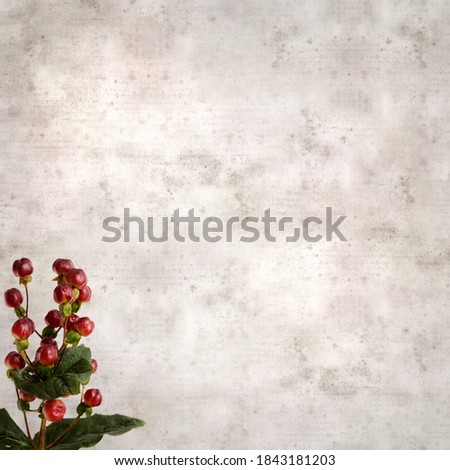 stylish textured old paper background with dark shiny Hypericum St. John's wort berries

