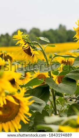 Yellow field of sunflowers in summer
