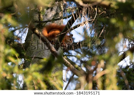 A Red Squirrel on a Tree