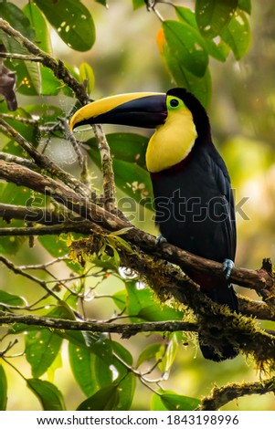 Choco toucan, Ramphastos brevis a Colombia/Ecuador endemic, perching on a tree branch near spider nest in forest, Milpe, Mindo, Ecuador
