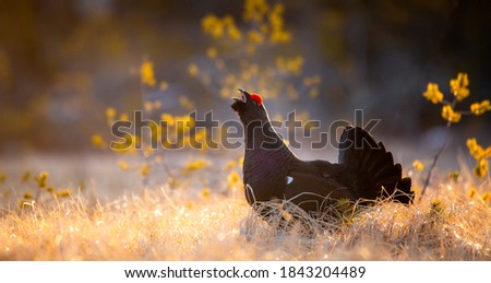 Rackelhahn shouting an early morning during spring in the Finnish forest. Rackelhahn is a rare hybrid bird between the western capercaillie and the black grouse. Royalty-Free Stock Photo #1843204489