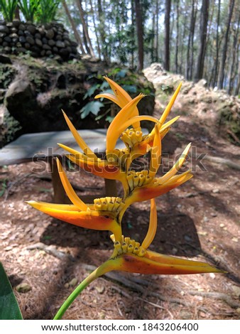 Yellow Heliconia flower, close up/focus view