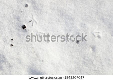 Bird tracks on white snow.