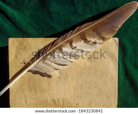 blank sheet of old book and feather of a bird of prey on the background of green cloth
