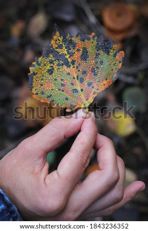 Hand holding autumn colorful leaf with raindrops on it