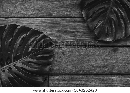 Flat lay creative frame of tropical nature leaves Monstera on rustic wood grunge background with retro , tropical jungle vacation and travel concepts.Black and white
