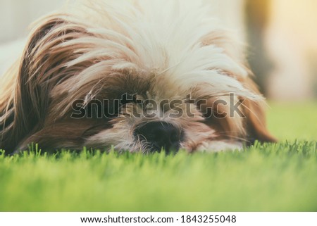 Close up of adorable shi tzu dog's face