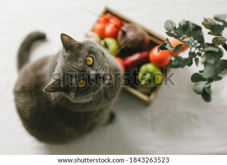 Still life. Vegetables on the kitchen table and a beautiful British cat. Pumpkin, red onion, garlic, peppers, tomatoes, beets, carrots in a wooden box. Eucalyptus in a vase. Kitchen and home concept.