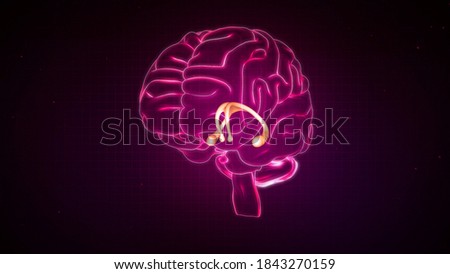 Fornix of human brain 3d illustration