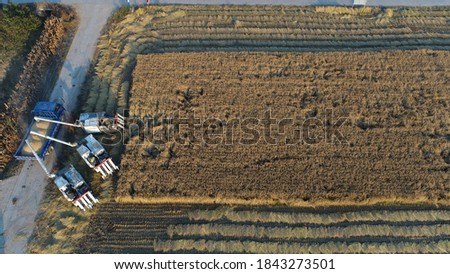 Harvester unloading rice on farm, LUANNAN COUNTY, Hebei Province, China

