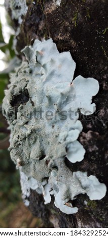parasites (host) on trees with very unique features