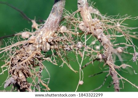 Nodules of soybean roots. Atmospheric nitrogen-fixing bacteria live inside Royalty-Free Stock Photo #1843322299