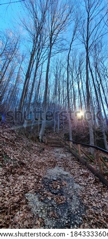 Stairway in to the woods