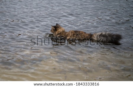 Cute kitten spending awesome time at the beach. Chilling around and taking a swim. Massively fluffy tail keeping the kitty a float. Cold calm water. Looking towards the Baltic Sea. Located in Estonia