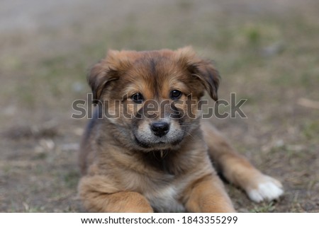 Small brown puppy without a breed on the ground.