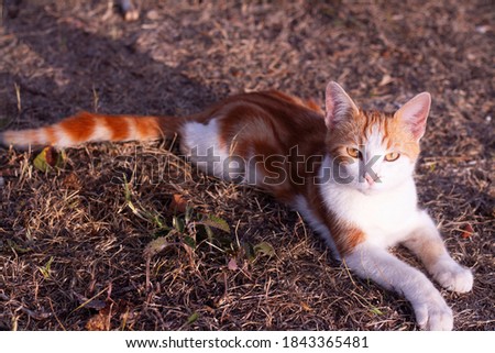 cute cat outdoors in autumn nature