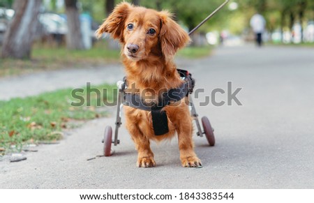The dog is disabled. The dog is in a wheelchair.