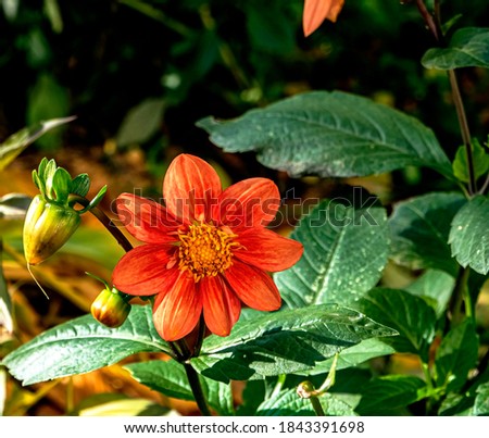 delicate red Dahlia in the garden against the background of blurred natural greenery, the last autumn flowers