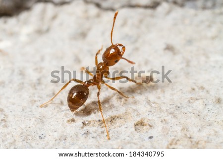 Red Imported Fire Ant, Solenopsis invicta