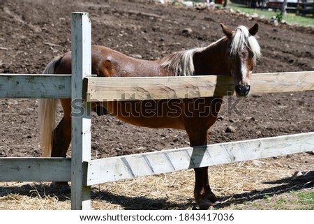A Horse on a Farm