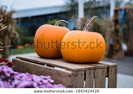 Pumpkins chrysanthemums and wooden boxes - autumn and Halloween garden decoration