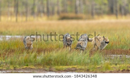 Young wolfs are running and playing together on the Finnish swamp.