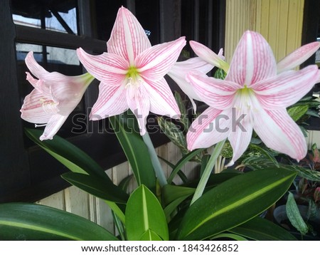 
Lilies or lily plants are renowned worldwide for their kinds. Different shapes, colors, and sizes. Pink pictures of a beautiful and elegant white stripe