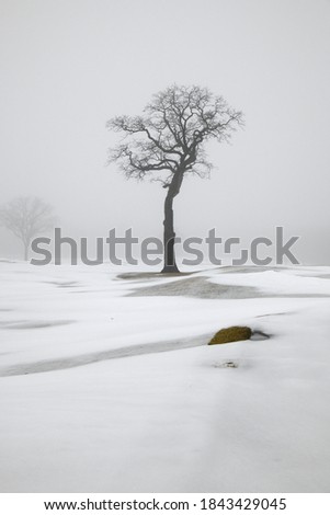 bare tree branches on foggy winter morning
