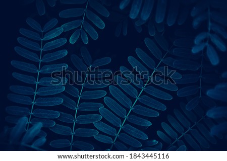 dark nature background, tamarind leaves, blue toned