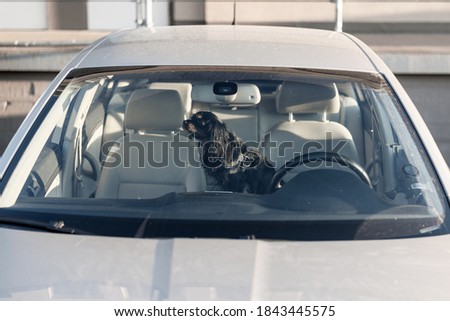 Dog left alone locked in a car Royalty-Free Stock Photo #1843445575