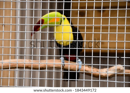 A Toucan Bird in the Wild